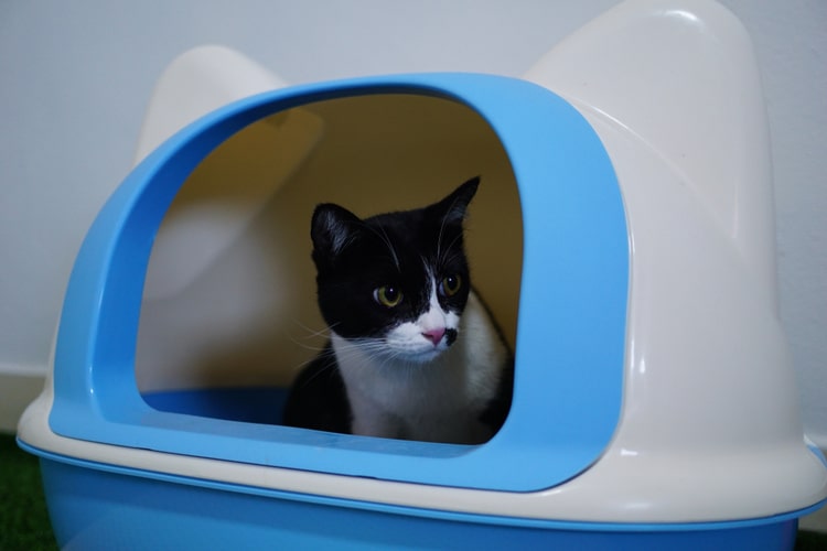 Pet Cat Litter Box