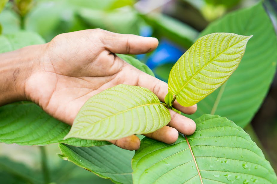 kratom powder