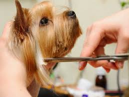 pet grooming service benefits