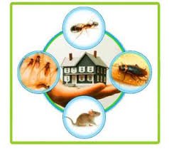 Best Pest control service