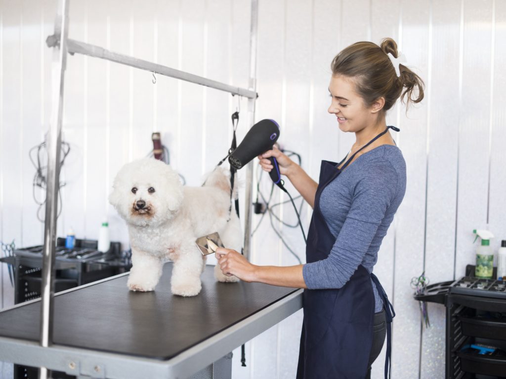 pet grooming service