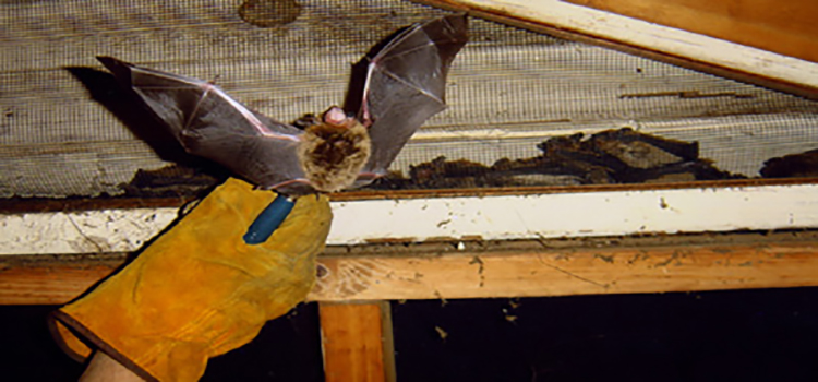 Denver Bat Removal