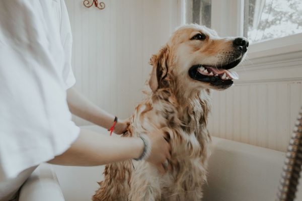 Pet grooming fort lauderdale 