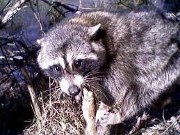 Austin Raccoon Removal