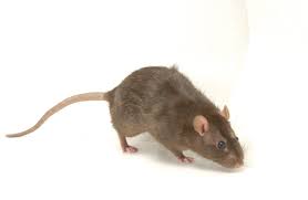 Roanoke Rat Control