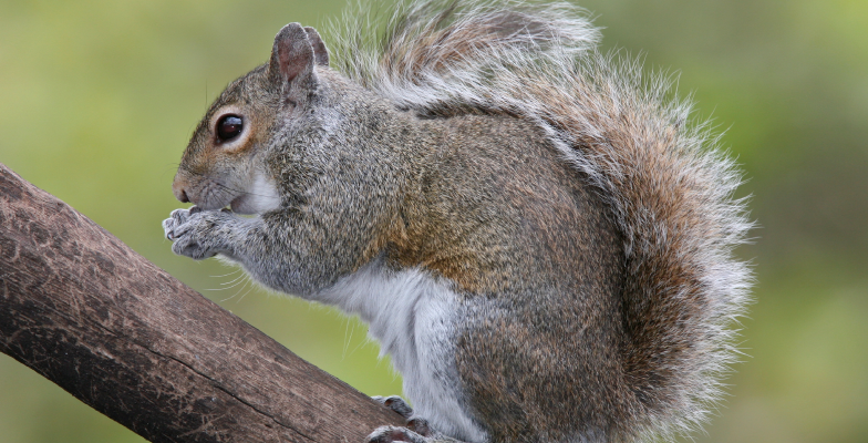 Squirrel Removal