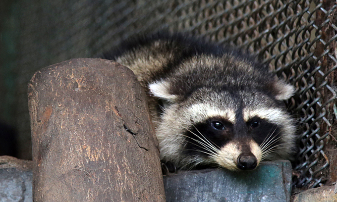 Raccoon Removal