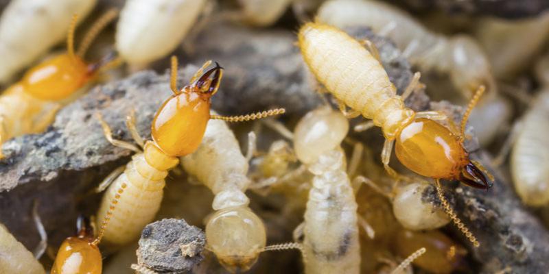 termite treatment in brisbane