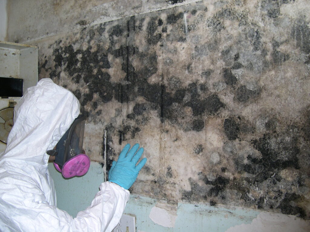 Mold Remediation Services
