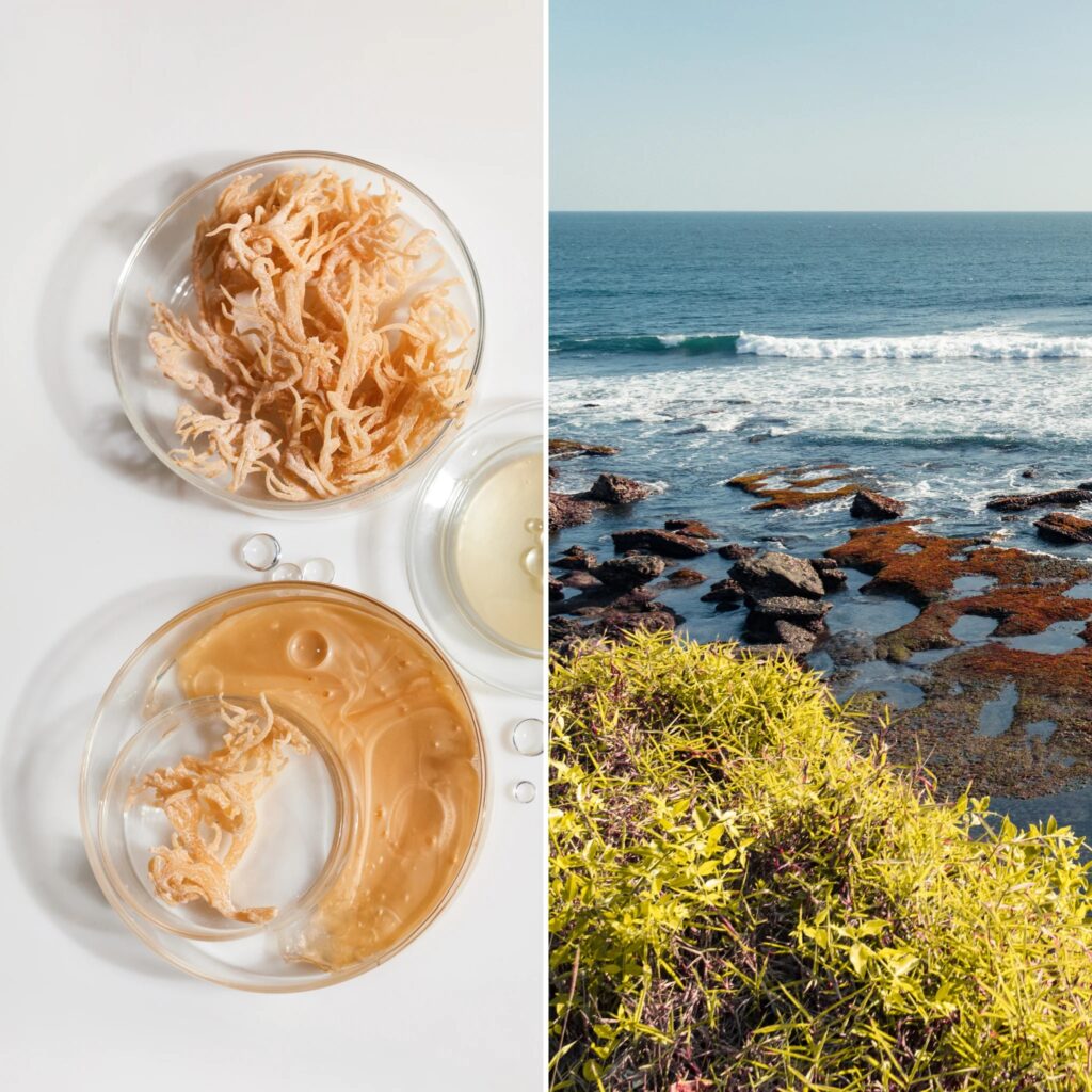 Sea Moss Supplements